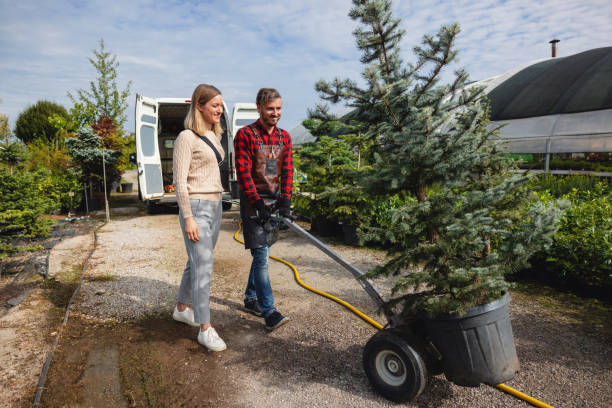 Trusted El Rio, CA Tree Removal Experts